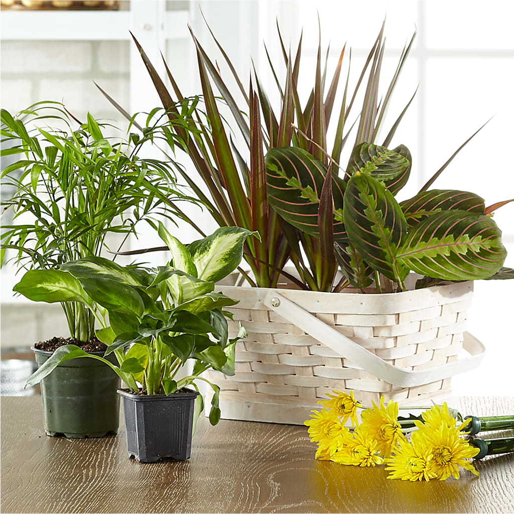 Florist Designed Blooming and Green Plants in a Basket – The Whiting Flower Shop, Whiting IN