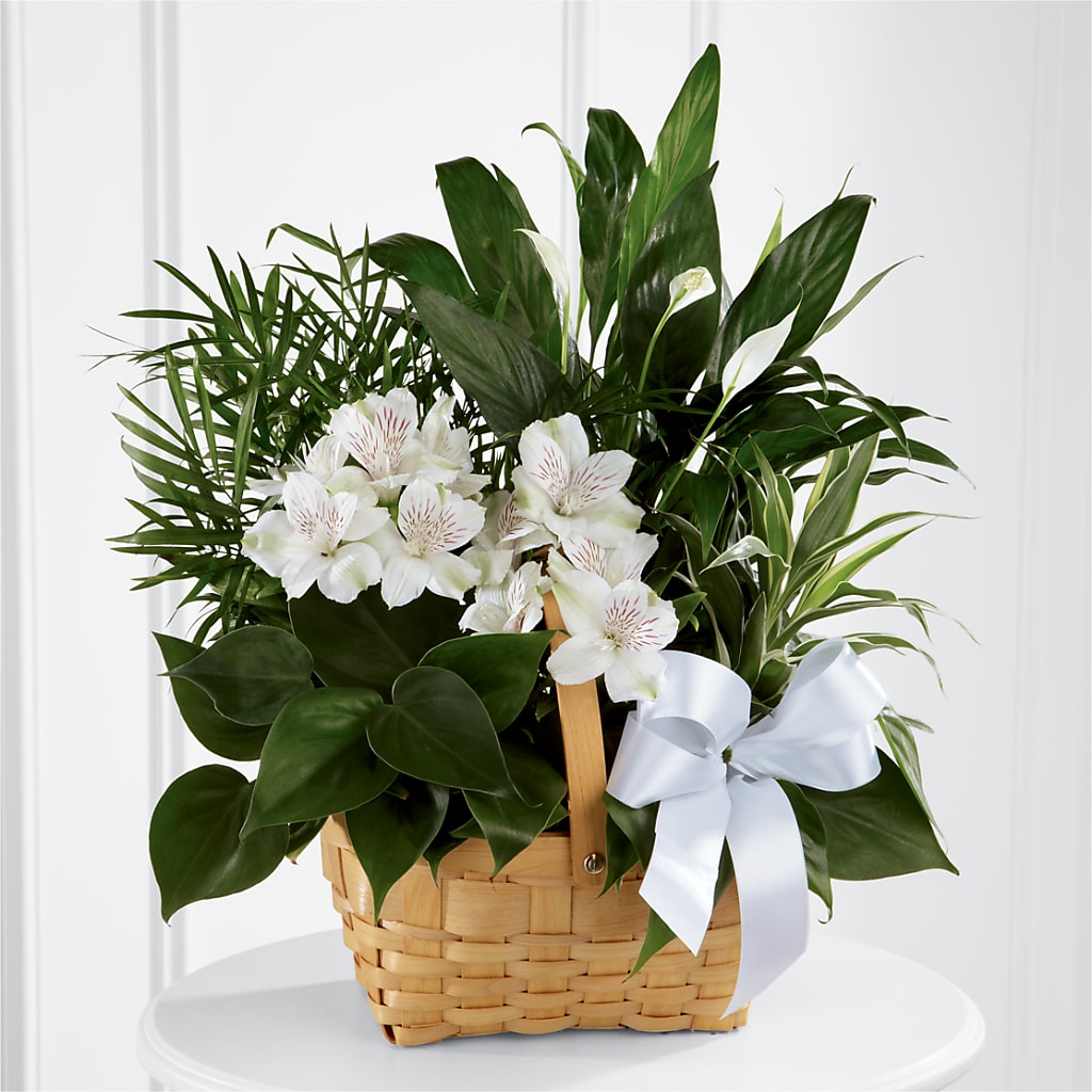 Peace & Serenity Dishgarden – The Whiting Flower Shop, Whiting IN