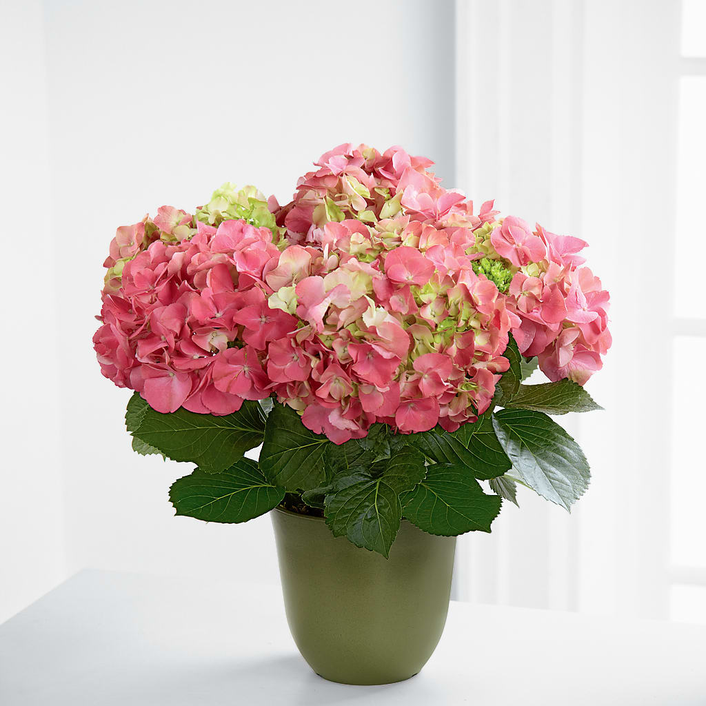 Pink Hydrangea Planter – The Whiting Flower Shop, Whiting IN