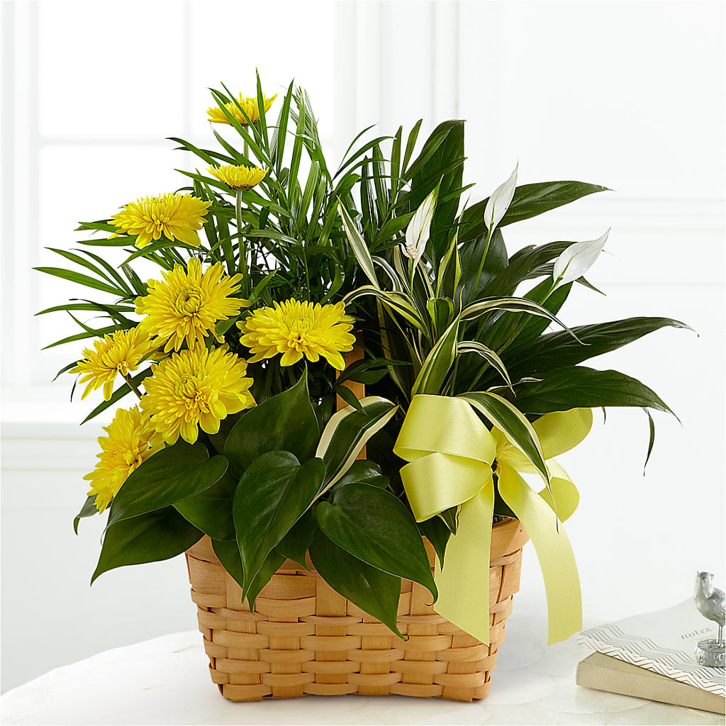 Loving Light Dishgarden – The Whiting Flower Shop, Whiting IN