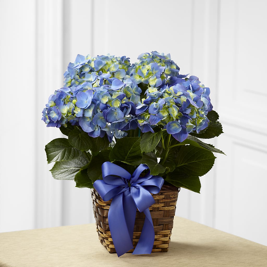 Blue Hydrangea Planter – The Whiting Flower Shop, Whiting IN