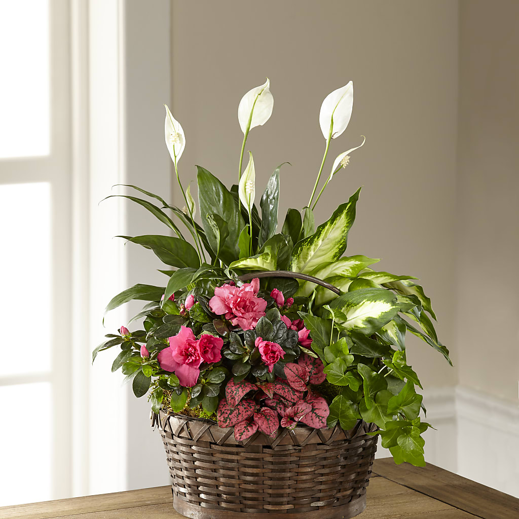 Dream in Pink Dishgarden – The Whiting Flower Shop, Whiting IN