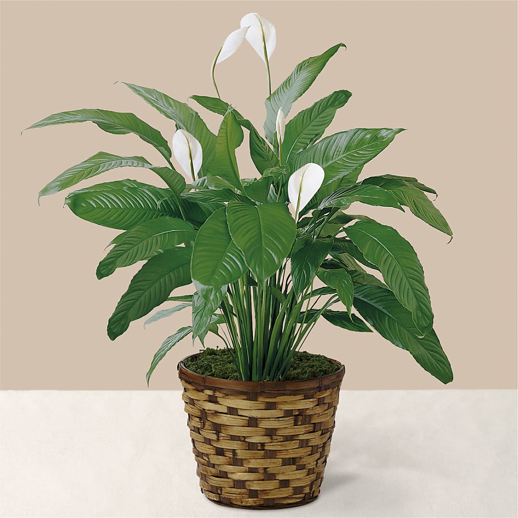 Tranquil Moments Peace Lily Plant – The Whiting Flower Shop, Whiting IN
