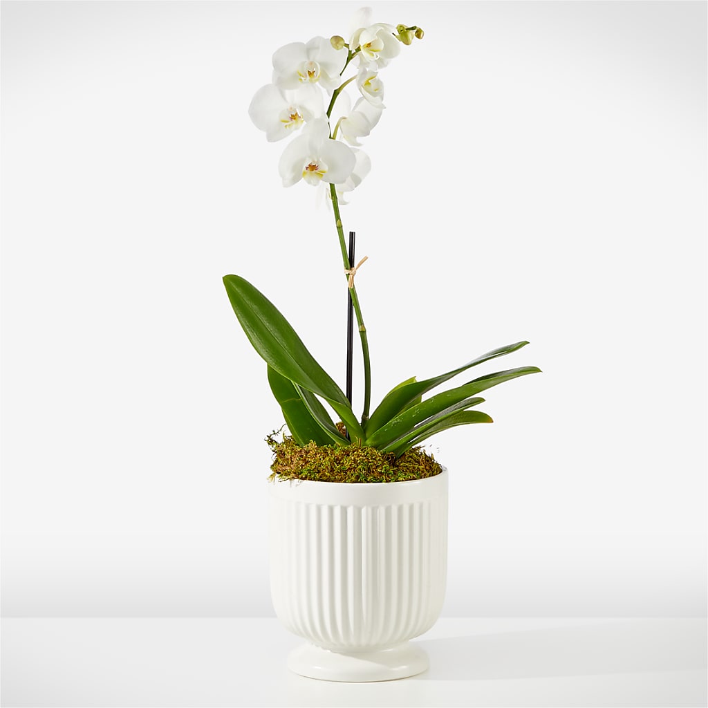 Whispering White Orchid – The Whiting Flower Shop, Whiting IN