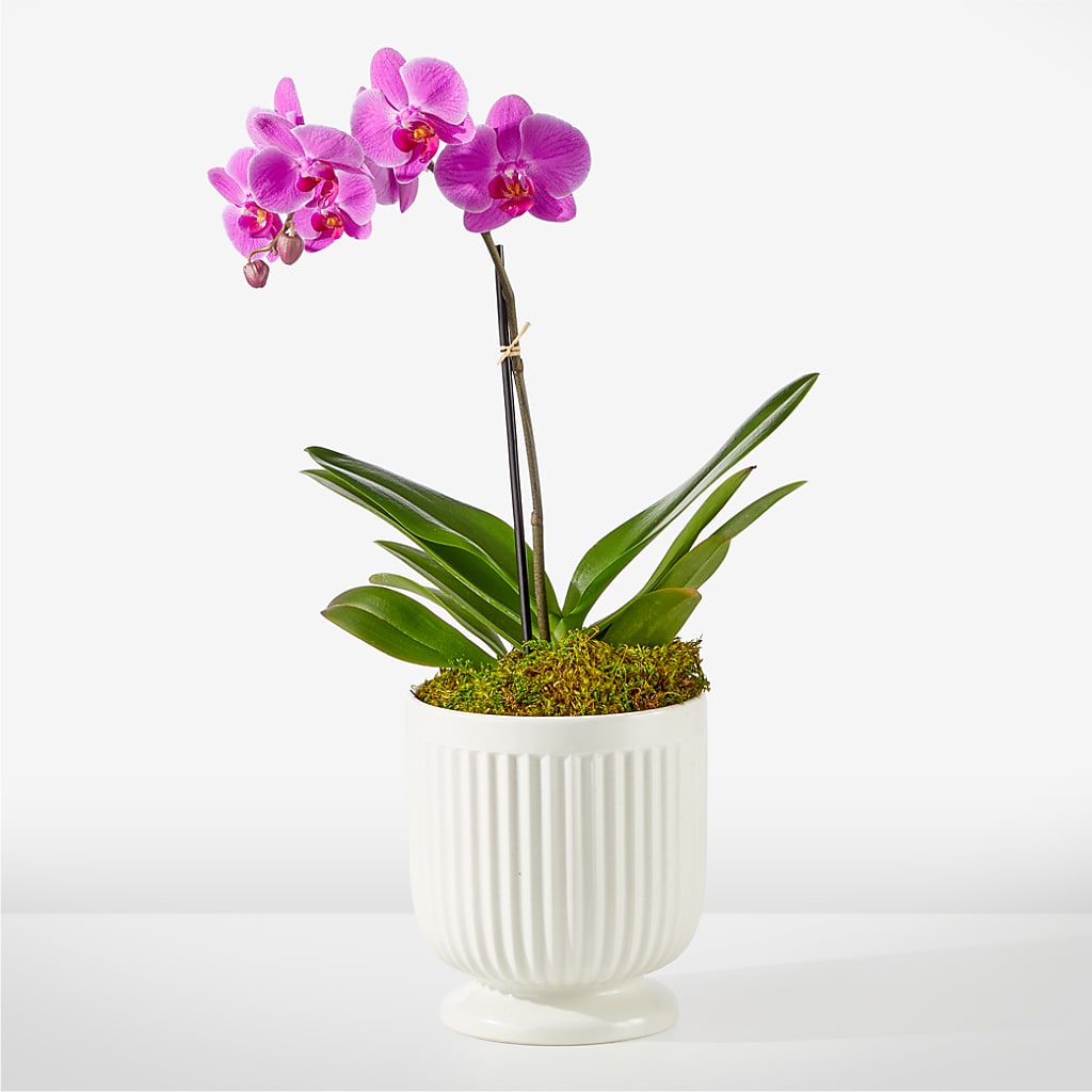 Friendly Fuchsia Orchid – The Whiting Flower Shop, Whiting IN
