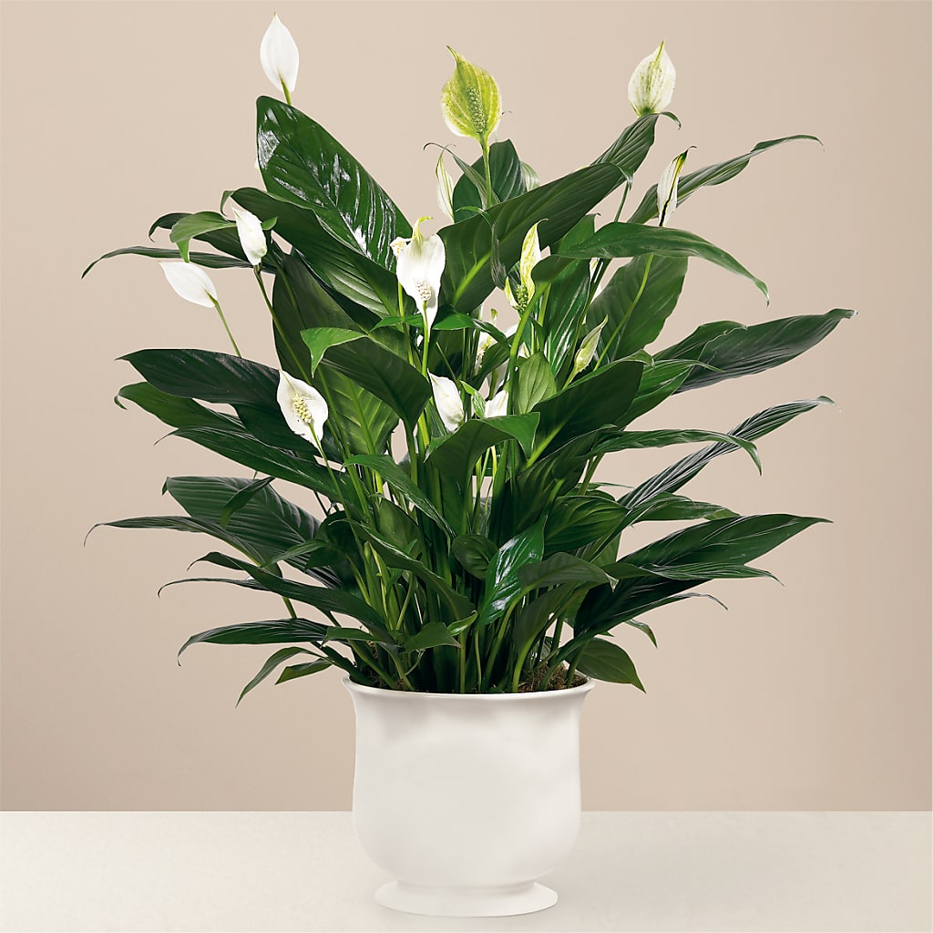 Comfort Planter – The Whiting Flower Shop, Whiting IN