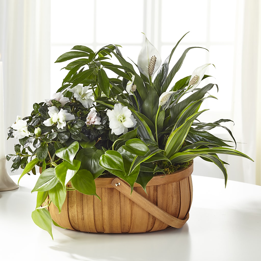 Serene Dishgarden – The Whiting Flower Shop, Whiting IN