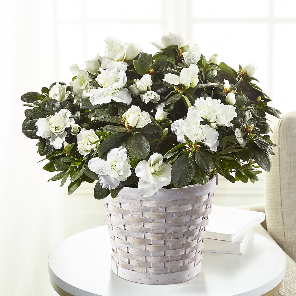 White Azalea Plant – The Whiting Flower Shop, Whiting IN
