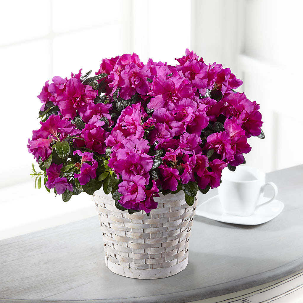 Hope & Serenity Azalea Plant – The Whiting Flower Shop, Whiting IN
