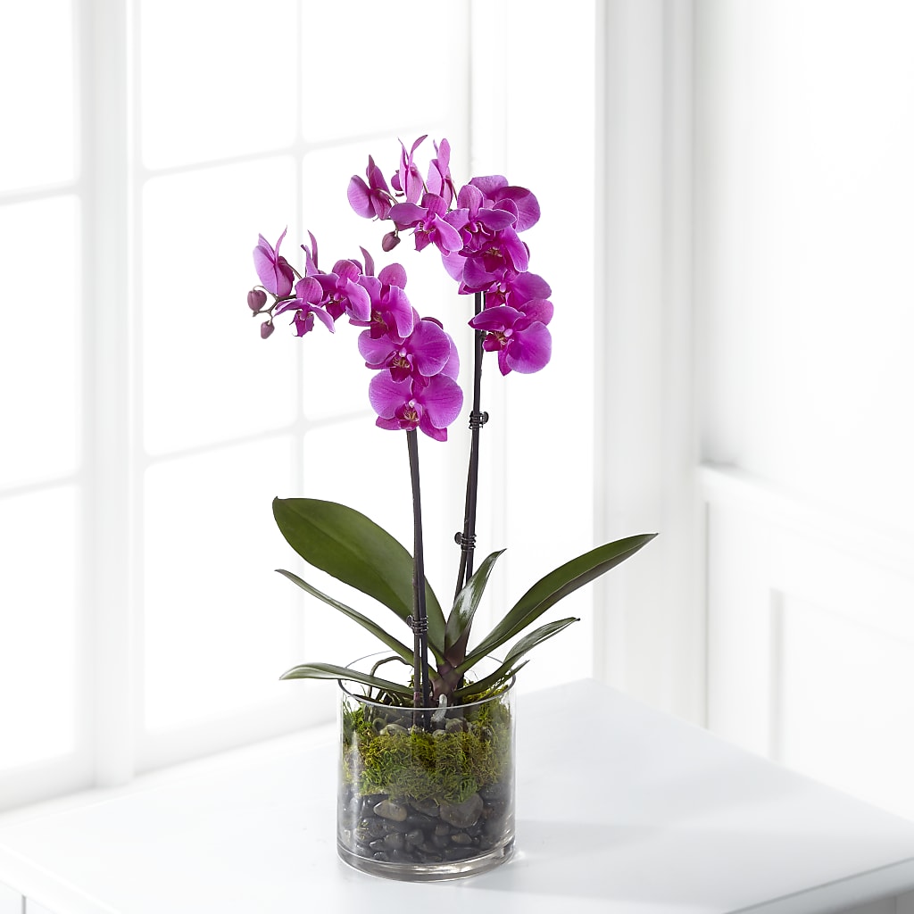 Pink Orchid Plant – The Whiting Flower Shop, Whiting IN