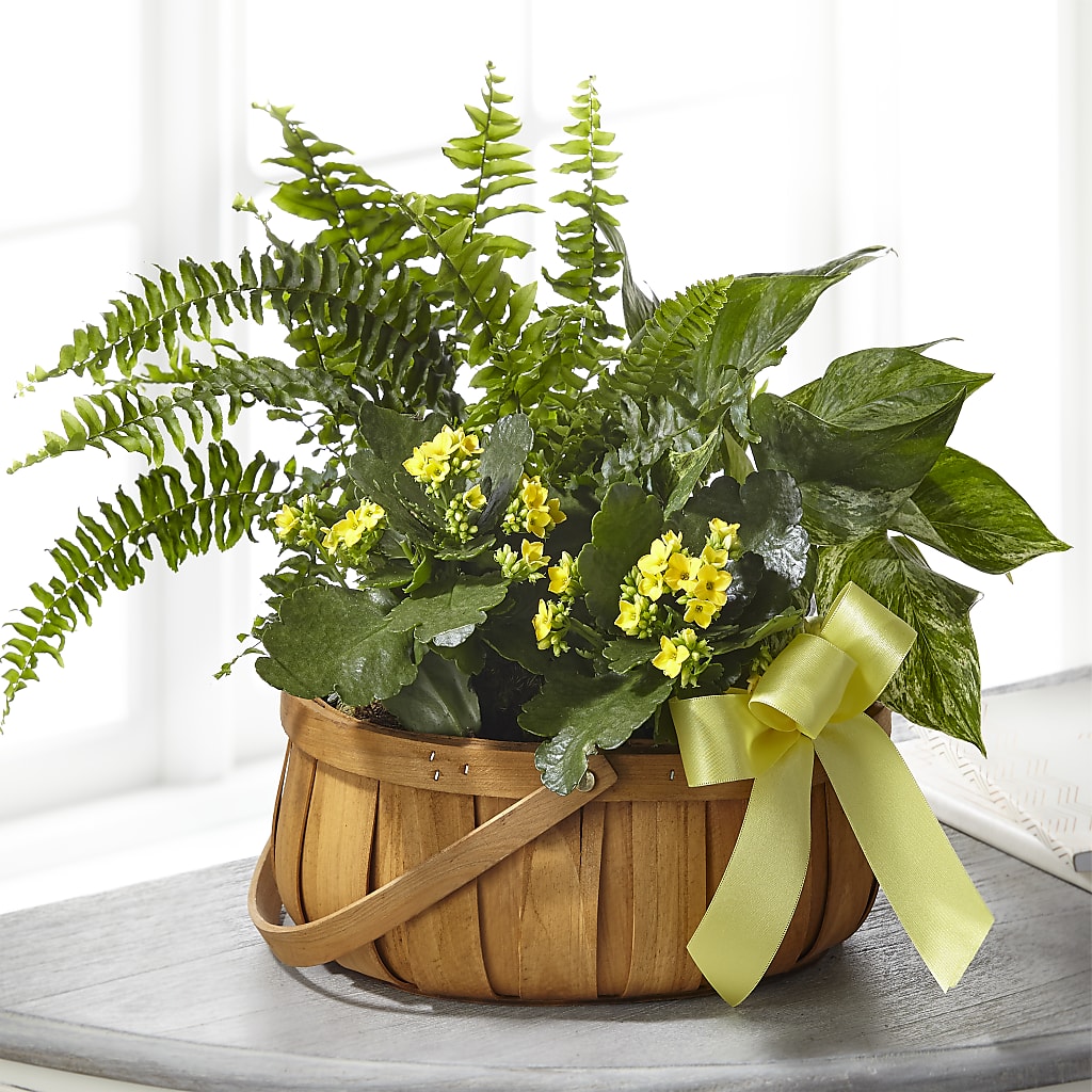 Always Dear Dishgarden – The Whiting Flower Shop, Whiting IN