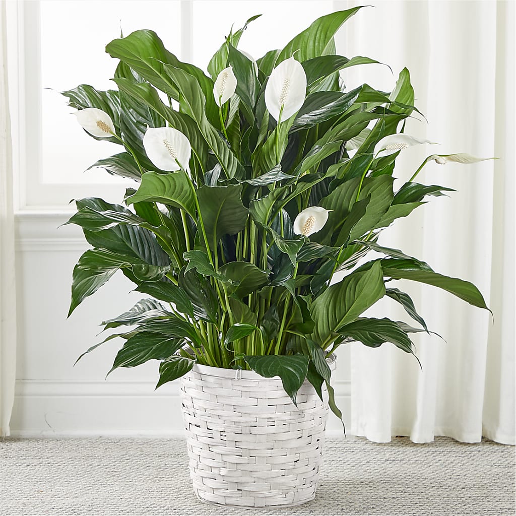 A New Leaf Peace Lily – The Whiting Flower Shop, Whiting IN