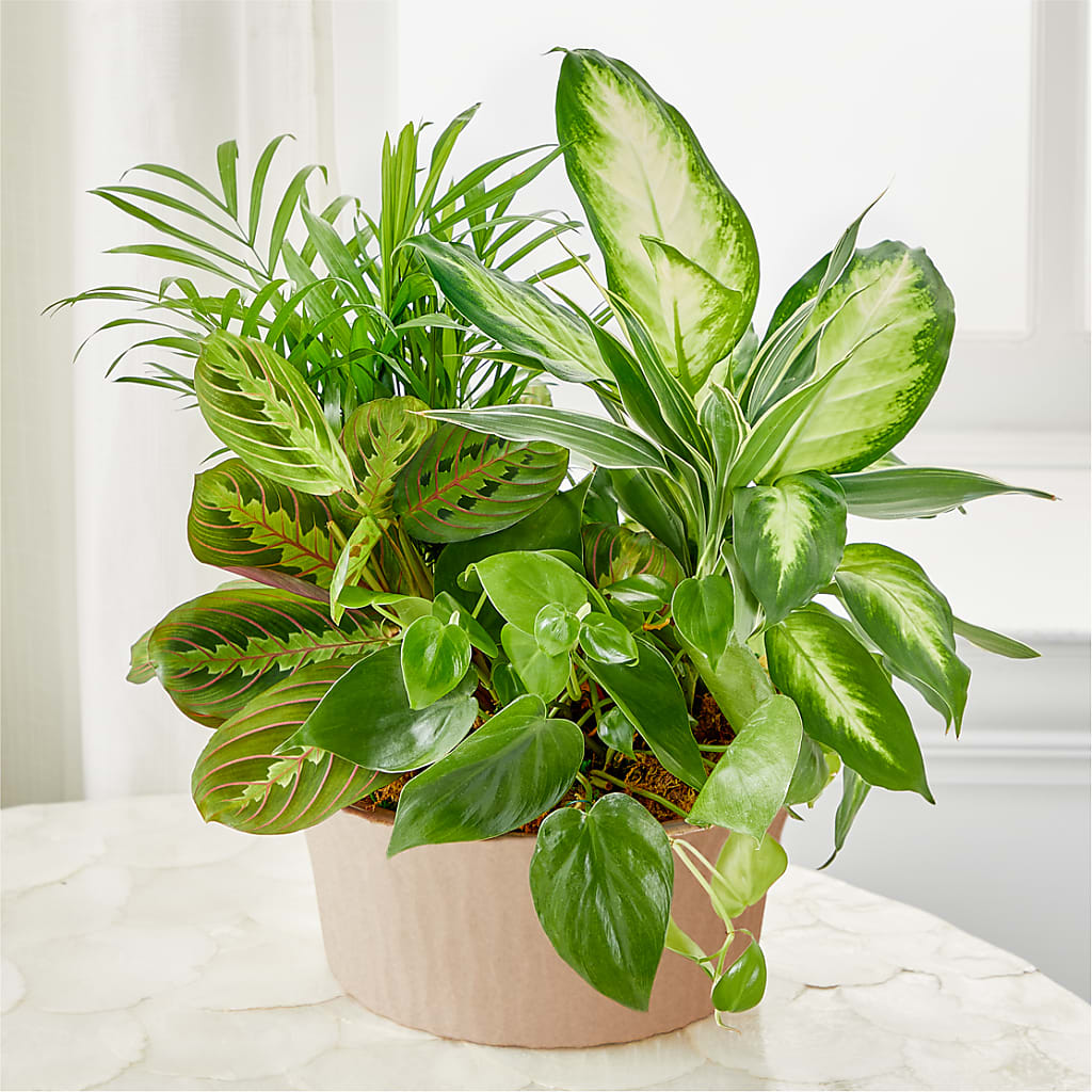 Balance & Harmony Dishgarden – The Whiting Flower Shop, Whiting IN