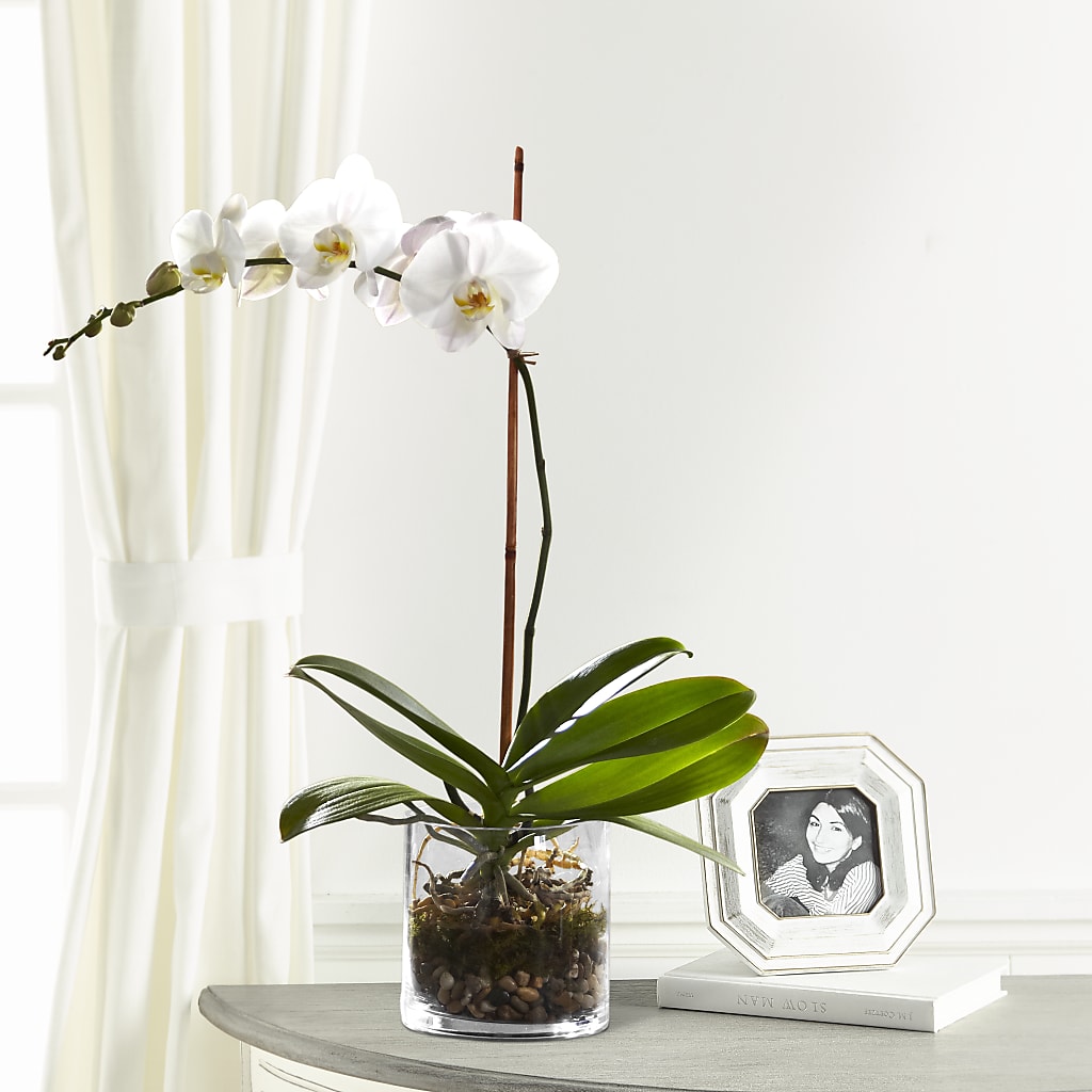 White Orchid Planter – The Whiting Flower Shop, Whiting IN