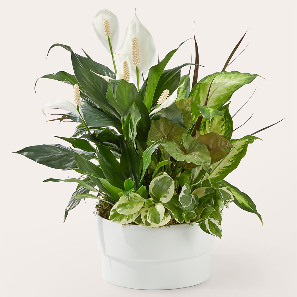 Radiating Positivity Dishgarden – The Whiting Flower Shop, Whiting IN