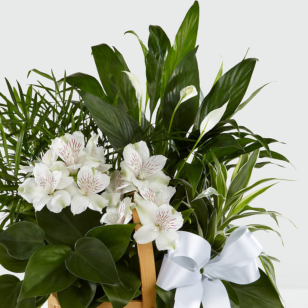 Peace & Serenity Dishgarden –  The Whiting Flower Shop, Whiting IN