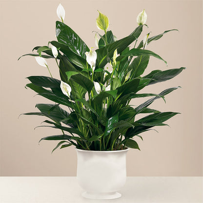 Comfort Planter –  The Whiting Flower Shop, Whiting IN