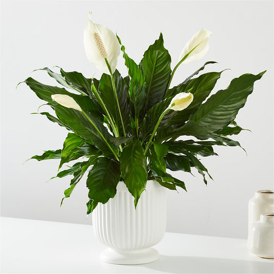 Comfort Planter –  The Whiting Flower Shop, Whiting IN