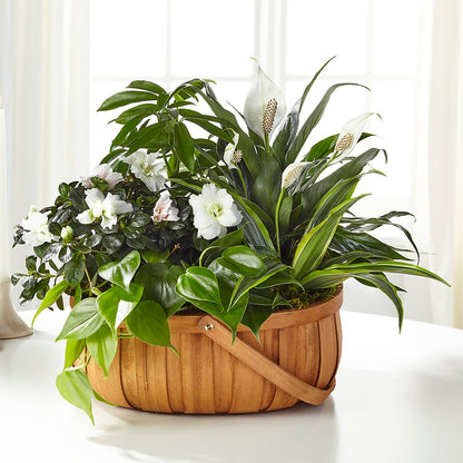 Serene Dishgarden –  The Whiting Flower Shop, Whiting IN