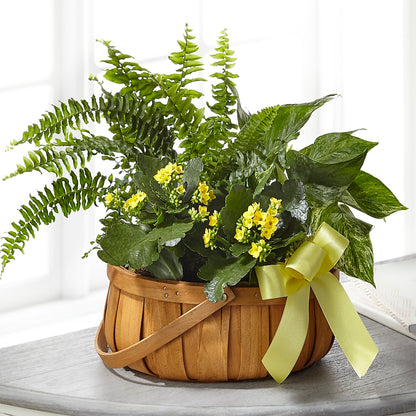 Always Dear Dishgarden –  The Whiting Flower Shop, Whiting IN
