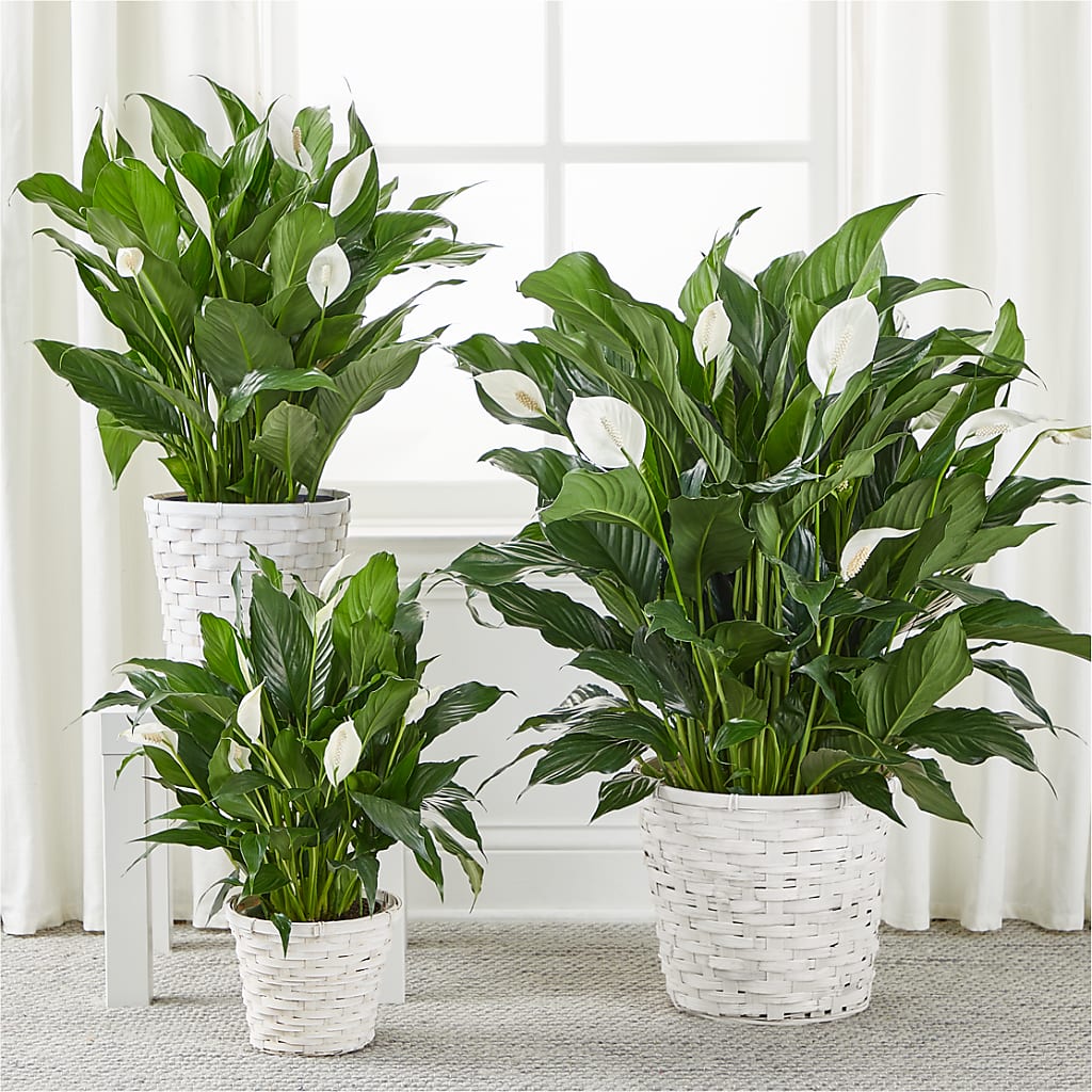 A New Leaf Peace Lily –  The Whiting Flower Shop, Whiting IN