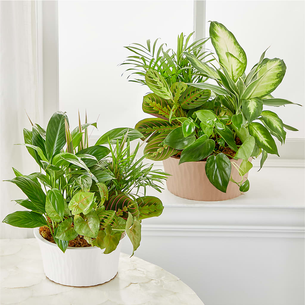 Balance & Harmony Dishgarden –  The Whiting Flower Shop, Whiting IN