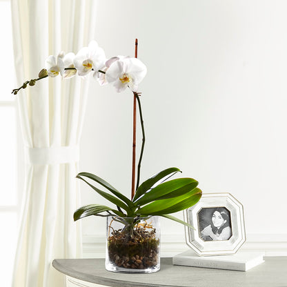 White Orchid Planter –  The Whiting Flower Shop, Whiting IN